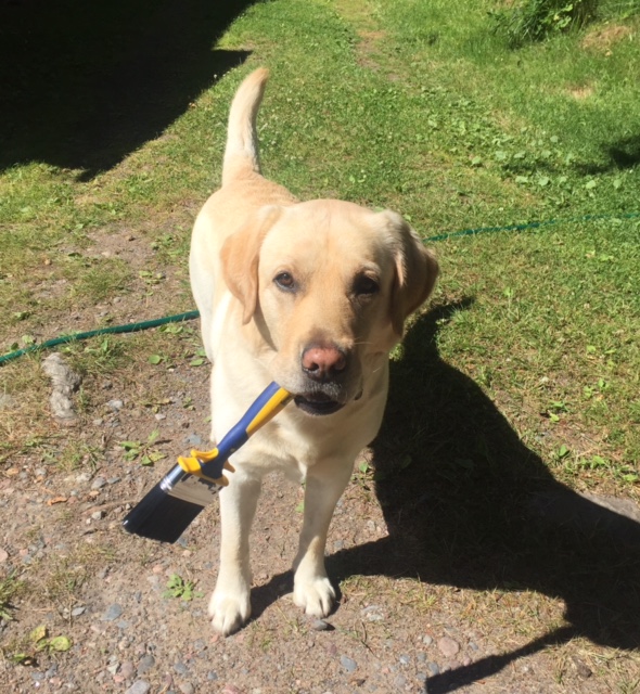 8_Virallinen rakennustarkastaja tarttui sutiin