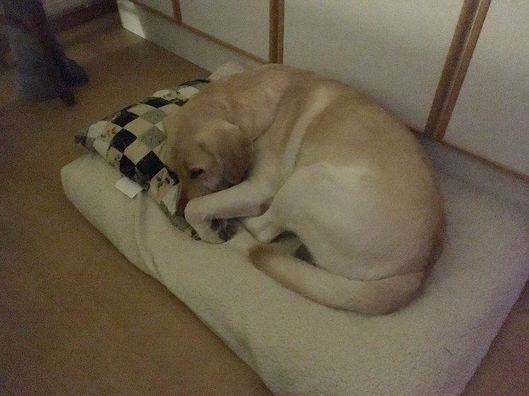 17_Rakennustarkastajan uni